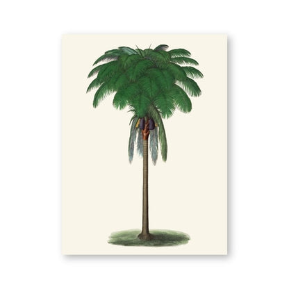 Tropical Palm Tree Prints